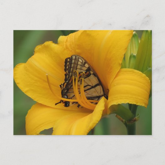 Frack Lily - Schmetterling Postkarte (Vorderseite)