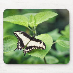Frack, Ornythion Frack, Schmetterling Mousepad