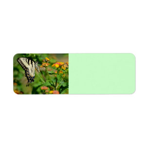Frack-Schmetterling