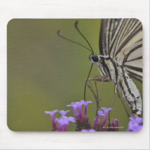 Frack-Schmetterling auf Blume, Chiba Mousepad
