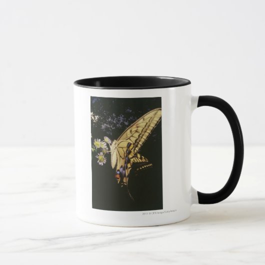 Frack-Schmetterling auf Blume, nahes hohes Tasse (Rechts)