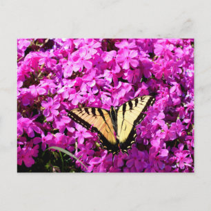 Frack-Schmetterling auf Blume Postkarte