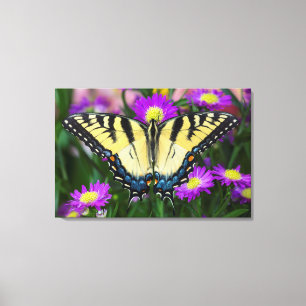 Frack-Schmetterling auf Gänseblümchen Leinwanddruck