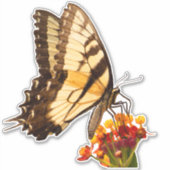 Frack-Schmetterling auf Milchkraut-Blume Aufkleber (Vorderseite)