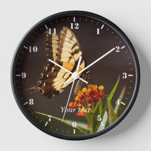 Frack-Schmetterling auf Milchkraut-Blume Uhr