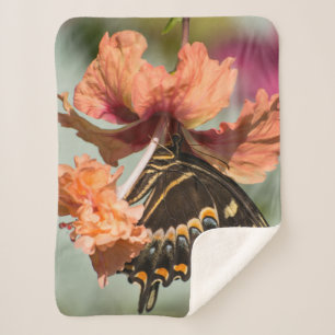 Frack-Schmetterling auf orange Hibiskus Sherpadecke
