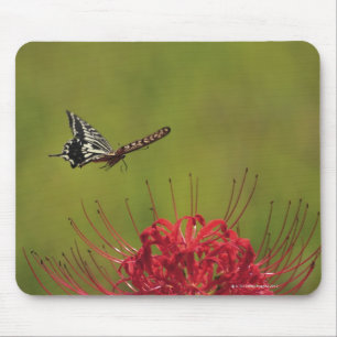 Frack-Schmetterling, der nahe Blume, Chiba fliegt Mousepad