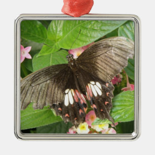 Frack Schmetterling Makro Ornament Aus Metall