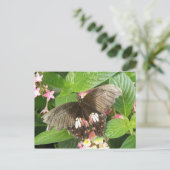 Frack Schmetterling Makro Postkarte (Stehend Vorderseite)