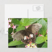 Frack Schmetterling Makro Postkarte (Vorne/Hinten)