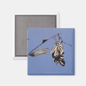 Frack-Schmetterling nach Metamorphose Magnet (Vorderseite/Rückseite)
