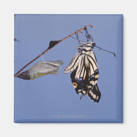 Frack-Schmetterling nach Metamorphose Magnet (Vorne)