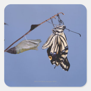 Frack-Schmetterling nach Metamorphose Quadratischer Aufkleber