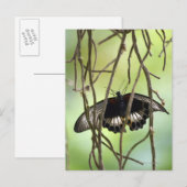 Frack-Schmetterling (Papilis) Postkarte (Vorne/Hinten)