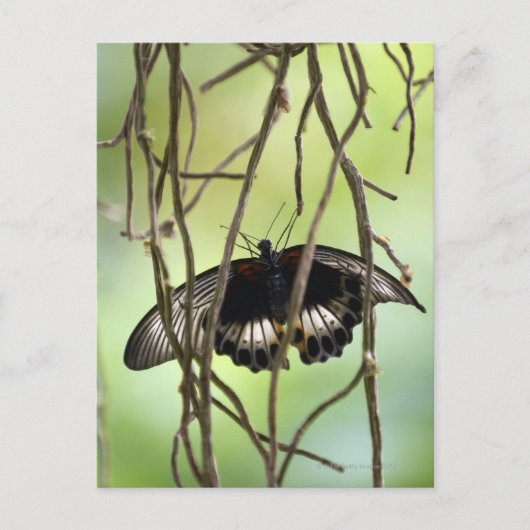 Frack-Schmetterling (Papilis) Postkarte (Vorderseite)