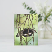 Frack-Schmetterling (Papilis) Postkarte (Stehend Vorderseite)