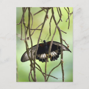 Frack-Schmetterling (Papilis) Postkarte