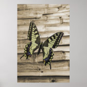 Frack-Schmetterling Poster (Vorne)