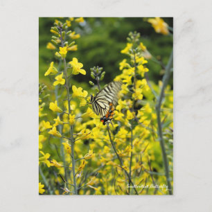Frack Schmetterling: Postkarte ポ ス ト ド