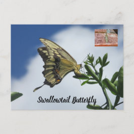 Frack-Schmetterling-Postkarte Postkarte
