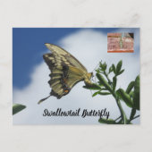 Frack-Schmetterling-Postkarte Postkarte (Vorderseite)