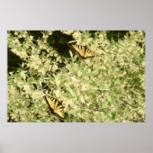 Frack-Schmetterlinge auf dem blühenden Strauß Poster (Vorne)