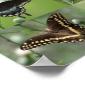 Frack Schmetterlinge aus Südostasien Poster (Ecke)