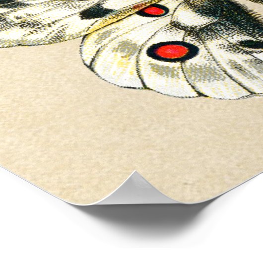 Frack Schmetterlinge und Raupen Poster (Ecke)