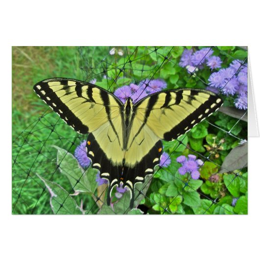 Frack-Schmetterlingsartikel Hochzeiten (Vorderseite (Horizontal))