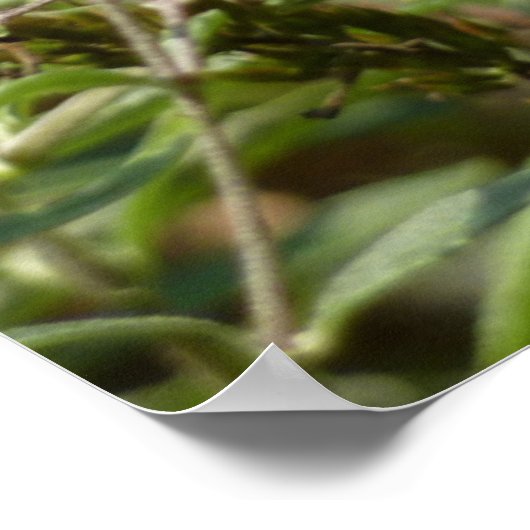 Frack über Butterfly Bush Poster (Ecke)