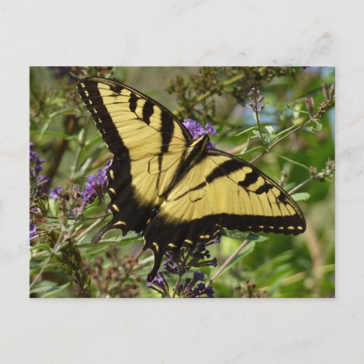 Frack über Butterfly Bush Postkarte (Vorderseite)
