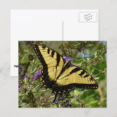 Frack über Butterfly Bush Postkarte (Vorne/Hinten)