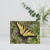 Frack über Butterfly Bush Postkarte (Stehend Vorderseite)