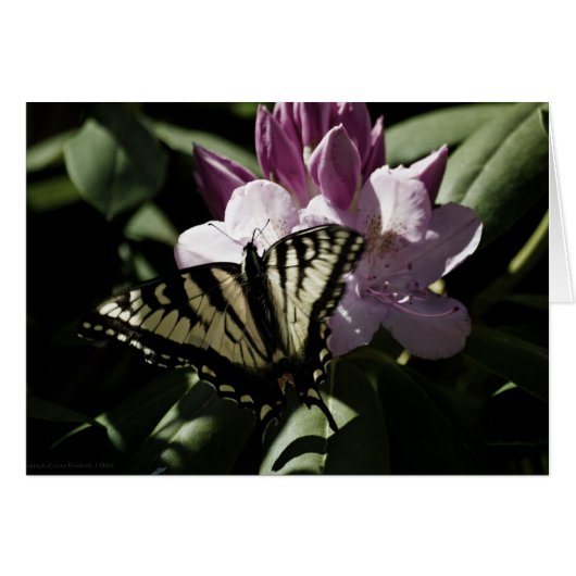 Frack- und Rhododendron-Karte (Vorderseite (Horizontal))