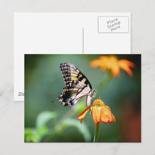 Frack und Tithonia Postkarte (Vorne/Hinten)