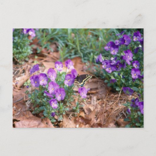 Frack & Viola Postcard Postkarte (Vorderseite)