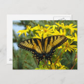 Frack von Osttigern über Gelbe Milchsorten Postkarte (Vorne/Hinten)