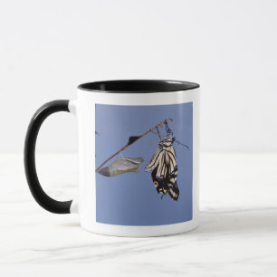 Frackschmetterling nach Metamorphose Tasse
