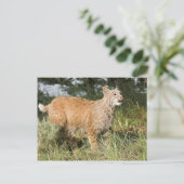Fractalius Bobcat Postkarte (Stehend Vorderseite)