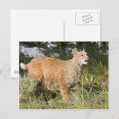 Fractalius Bobcat Postkarte (Vorne/Hinten)