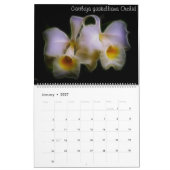 Fractalius Orchideen 2012 Kalender (Jan 2027)