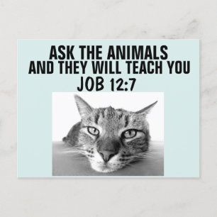 FRAG DIE TIERE, DIE SIE IHNEN LEHREN WERDEN, KATZK POSTKARTE