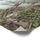 Fragata (Frigvogel), Isla Seymour, Galapa Poster (Ecke)