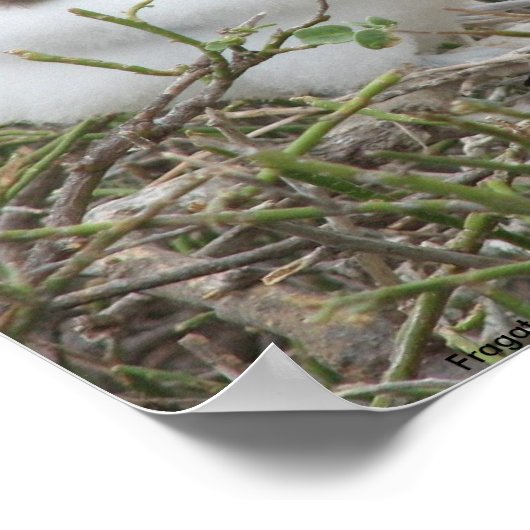 Fragata (Frigvogel), Isla Seymour, Galapa Poster (Ecke)