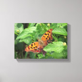 Frage Mark Butterfly über Lantana Wrapped Canvas Leinwanddruck (Vorderseite)