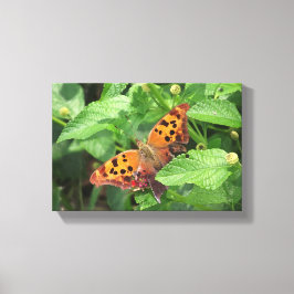 Frage Mark Butterfly über Lantana Wrapped Canvas Leinwanddruck