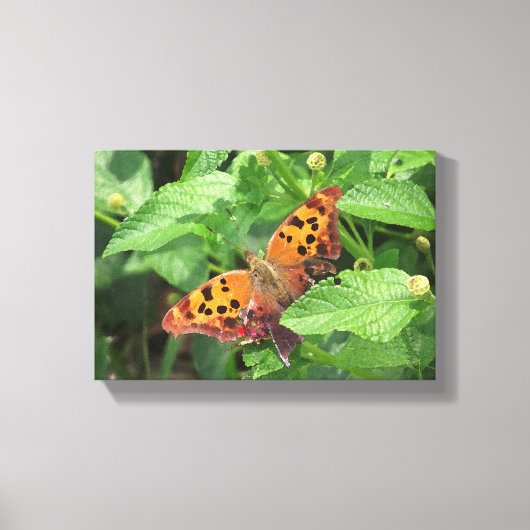 Frage Mark Butterfly über Lantana Wrapped Canvas Leinwanddruck (Vorderseite)