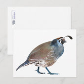 Frage: Wachtel/Karton Postkarte (Vorne/Hinten)