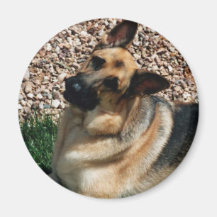 Fragender Schäferhund Magnet