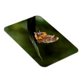 Fragezeichen-Schmetterling Magnet (Rechte Seite)